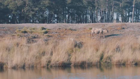 Lonely-wild-goat-wanders-land-next-to-river,-long-shot