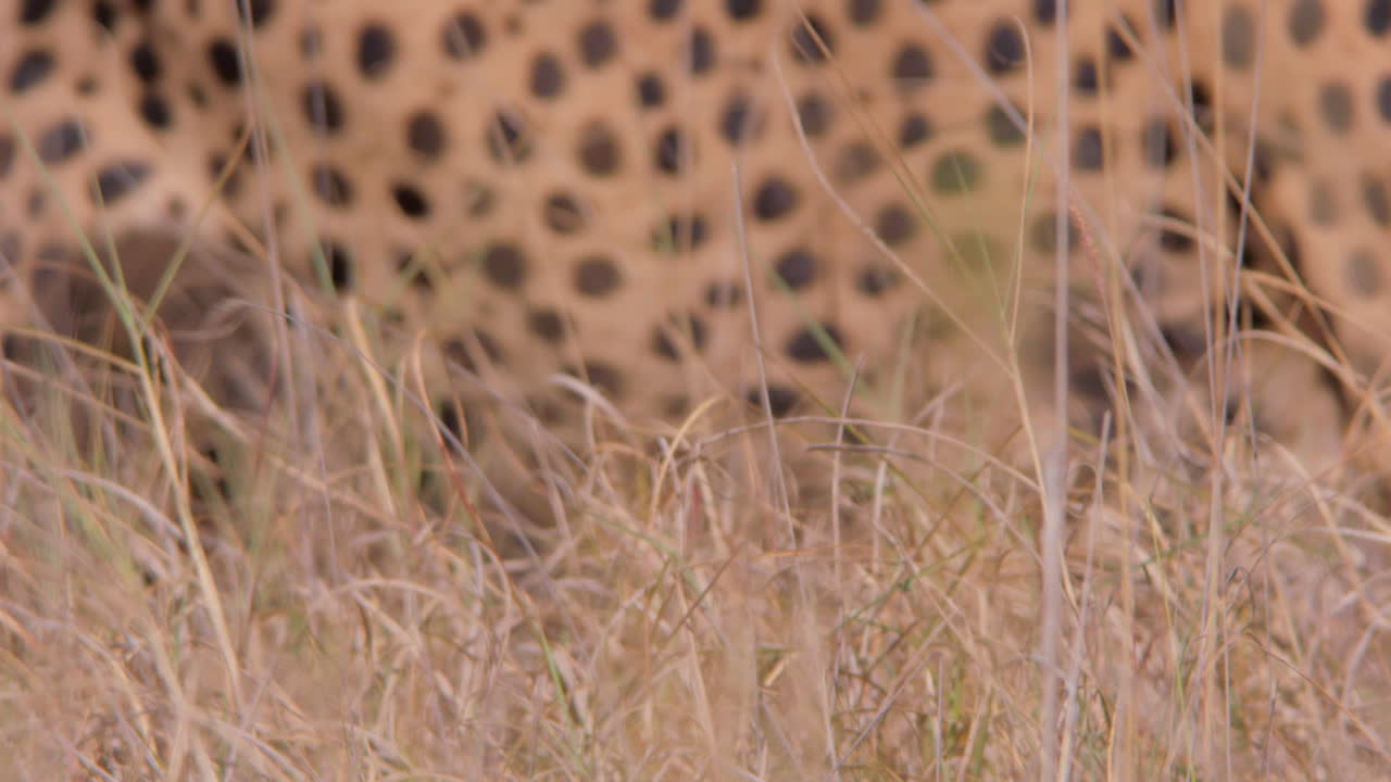 Bokeh of a cheetah's pattern as it walks through grasslands at noon
