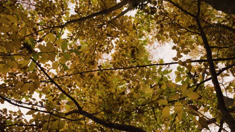 las hojas cambian de color a principios del otoño