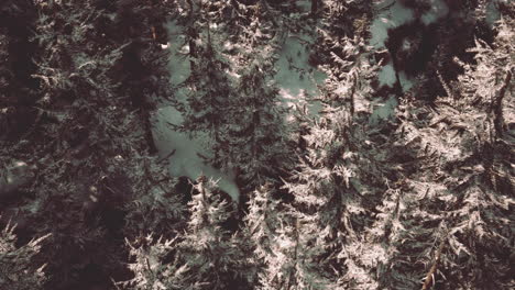 aerial view of a snow covered forest