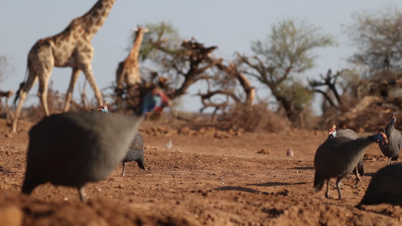 Low angle of a flock of helmeted guinea fowls walking in the foreground while giraffes are walking in the background during the dry season in Mashatu Game Reserve
