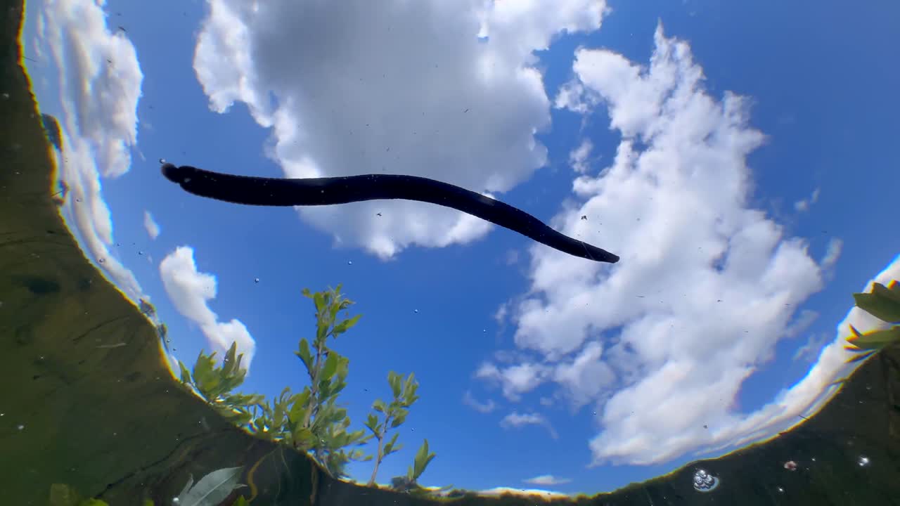 Underwater upward view of Horse leech (Haemopis sanguisuga) moving in a shallow pond, Estonia