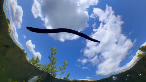 underwater upward view of horse leech (haemopis sanguisuga) moving in a shallow pond, estonia