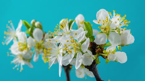 spring flowers. plum flowers on a plums branch blossom on a blue background. time lapse 4k video.
