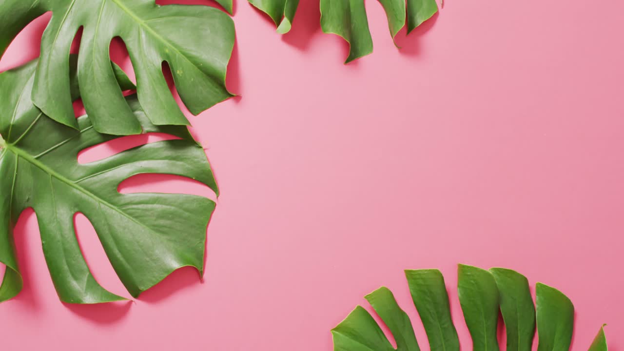 hojas de plantas de monstera verdes en fondo rosa con espacio de copia