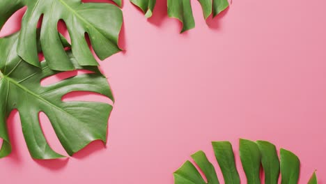 green monstera plant leaves on pink background with copy space