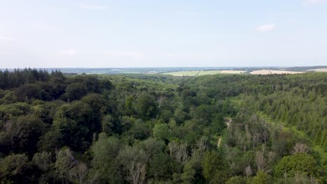 Stunning-4-K-footage-of-tree-top-and-revealing-Kent-countryside-in-UK