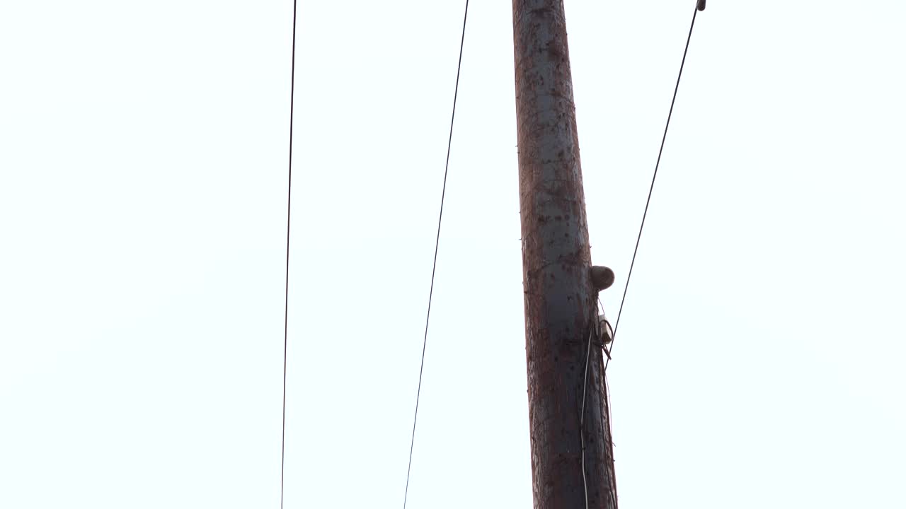 Panning up a telegraph pole