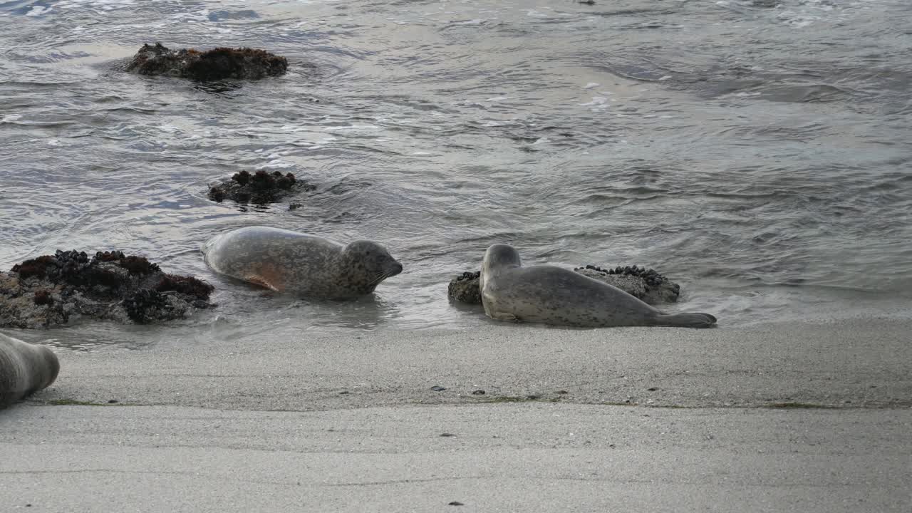 Harbor seals rubbing noses in Pacific Grove, Monterey, California