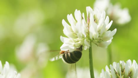 honey bee on white clover collecting nectar in sunny spring day