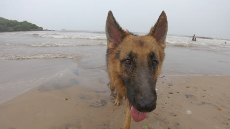 portrait of german shepherd dog standing on the