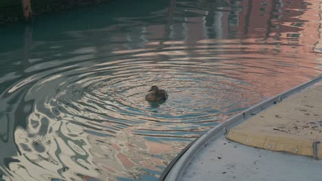 duck ripples on venetian waters at dusk