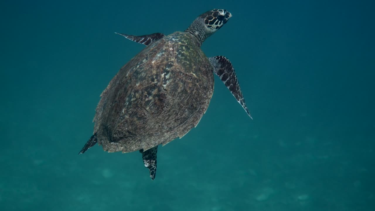 Hawksbill sea turtle slowly swimming in blue water through sunlight, try to find food on coral reef. Scuba on wildlife. Underwater marine life tropical turtle in wild nature
