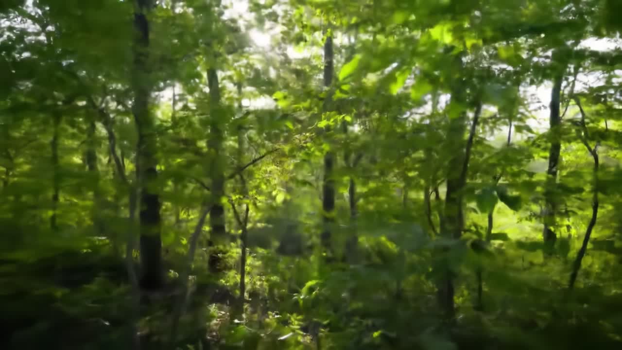 A serene forest scene showcases sunlight streaming through green leaves, illuminating a peaceful woodland area. Early morning light creates a calm, refreshing atmosphere in nature.