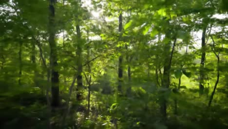 a serene forest scene showcases sunlight streaming through green leaves, illuminating a peaceful woodland area. early morning light creates a calm, refreshing atmosphere in nature.