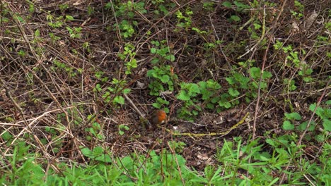 Petirrojo-Europeo-De-4k-O-Petirrojo-Rojo,-Un-Pequeño-Pájaro-Paseriforme-Insectívoro-Que-Pertenece-A-La-Antigua-Familia-De-Los-Papamoscas