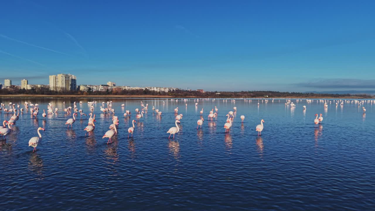Flamingos stand in water under blue sky near city buildings