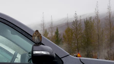 small bird sits on a car wing mirror