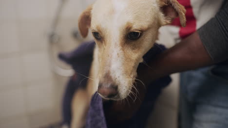 perro siendo bañado en el baño