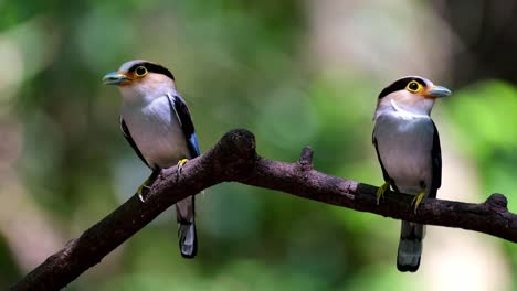 two individuals perched together about to deliver food to their nestlings, silver-breasted broadbill, serilophus lunatus, kaeng krachan national park, thailand