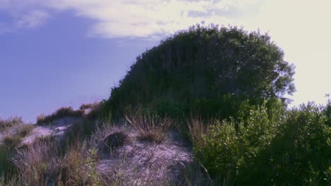 Bush-On-The-Hill-In-Blackwater-National-Wildlife-Refuge-Near-Cambridge,-Maryland