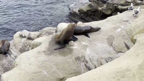 gaviotas y leones marinos colgados uno al lado del otro