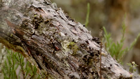 Wald-Und-Vegetation,-Baum-In-Nahaufnahme-Und-Steadycam