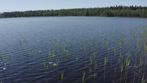 Tallos-De-Hierba-Verde-En-La-Superficie-Del-Agua-En-Un-Lago-Forestal