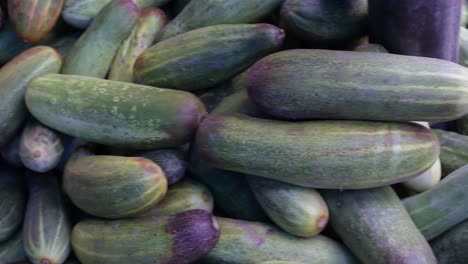 fresh-organic-cucumber-from-farm-close-up-from-different-angle