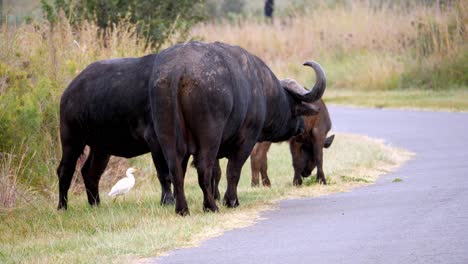 tracking shot of a herd of buffalos walking along a safari road in africa