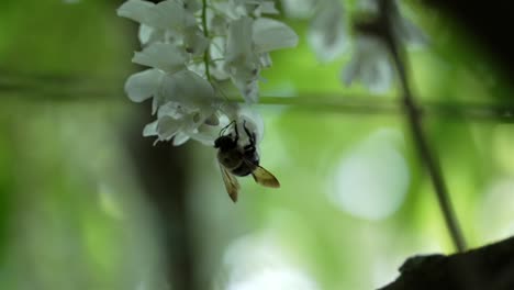 bee is completely upside down as it crawls grasping white flowers of vertical bundle, green bokeh blurred background