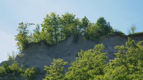 a shot of a heavily forested hill from below