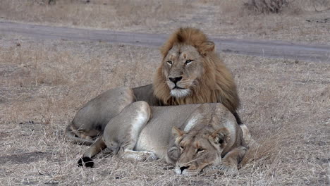 male lion lies next to lioness and surveys near dirt road, close view