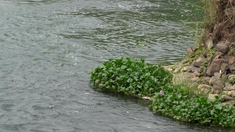 water hyacinths floating in a river at the edge of a cliff