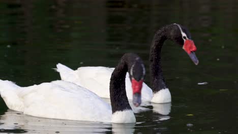 A-couple-of-delicate-black-necked-swans-swimming-peacefully-on-a-pond-searching-for-food