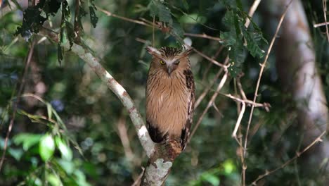 buffy fish owl, ketupa ketupu seen perched on a broken branch looking down then suddenly moves to stretch its right wing and leg then continues to sleep, khao yai national park, thailand