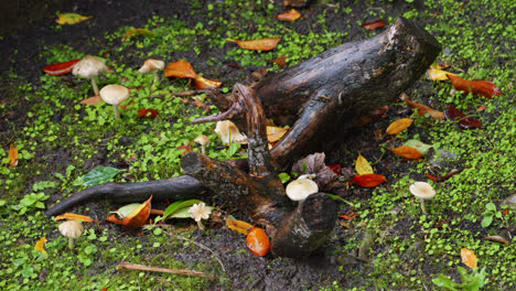 un tocón de árbol solitario está rodeado de pequeños champiñones blancos y coloridas hojas de otoño bajo la lluvia