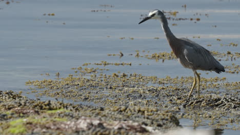 garza de cara blanca caminando en las aguas poco profundas con plantas acuáticas en kaikoura, isla sur, nueva zelanda