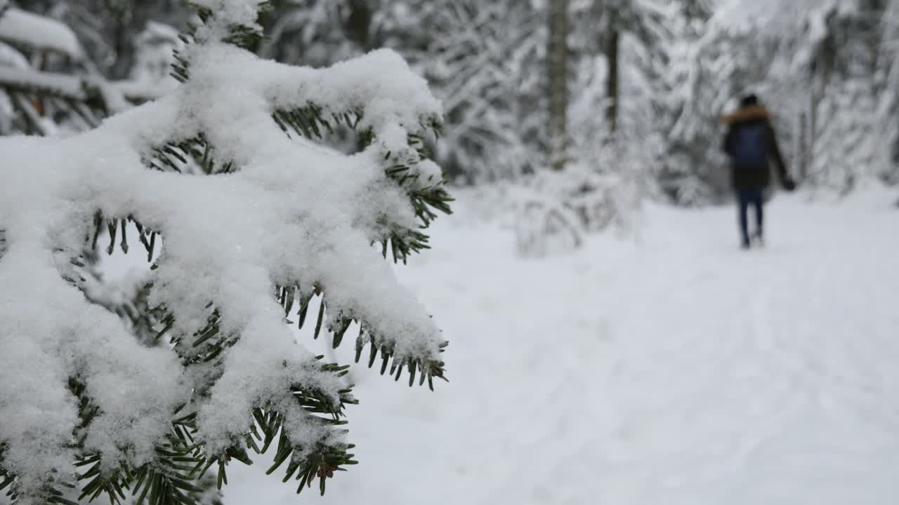 mujer caminando más allá de una rama de árbol cubierta de nieve en un bosque invernal, fondo borroso