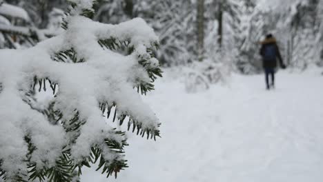 Woman-walking-past-a-snow-covered-Tree-Brach-in-a-Winter-Wonderland-Forest,-Blurred-Background