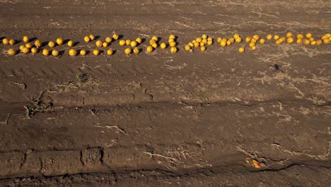 Flying-Over-Orange-Pumpkins-On-A-Farm-Field-In-Summer---drone-shot