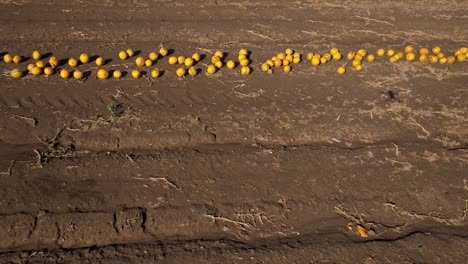 volando sobre calabazas anaranjadas en un campo de granja en verano - disparo de drone