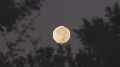 Luna-Llena-En-El-Cielo-Nocturno-Con-Silueta-De-Hojas-De-árbol