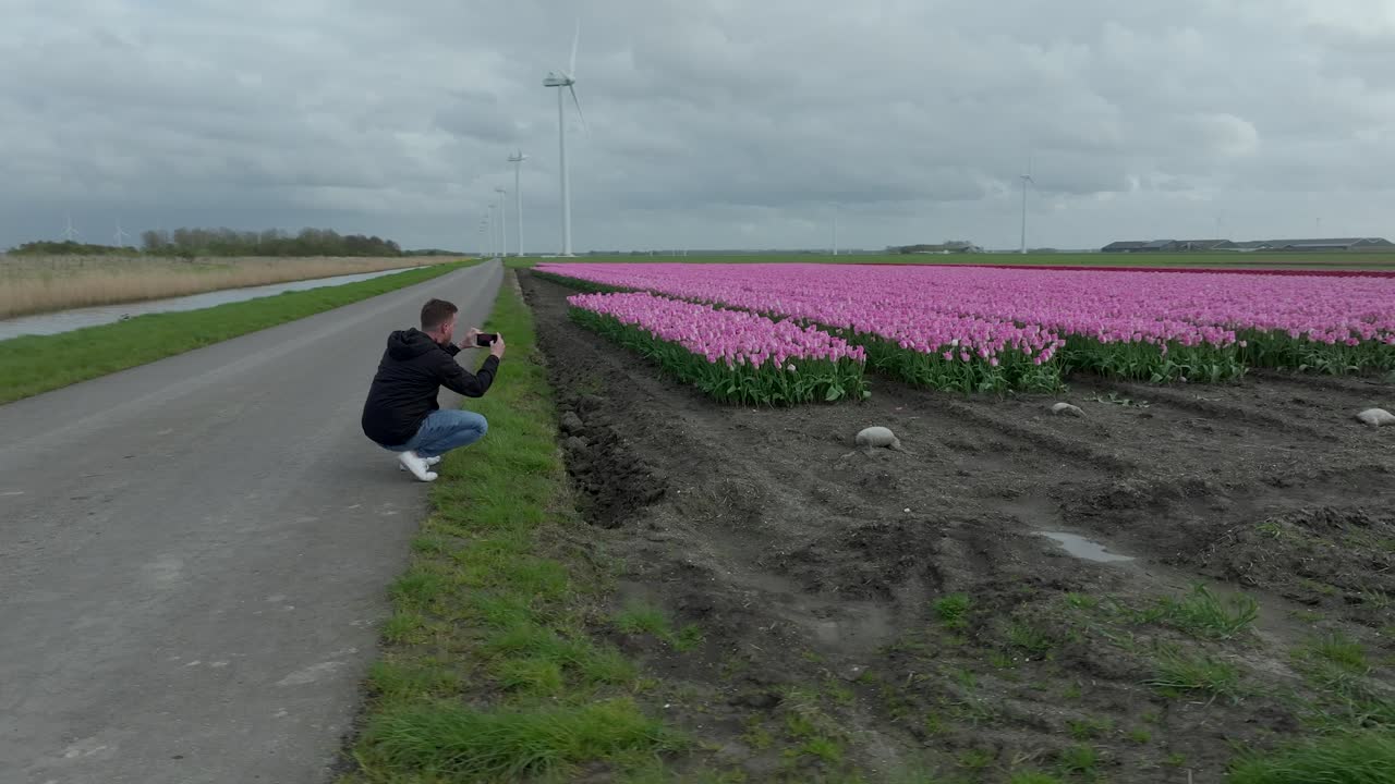 abril 2024 - 4k aerial de los campos de tulipanes en flevoland, los países bajos