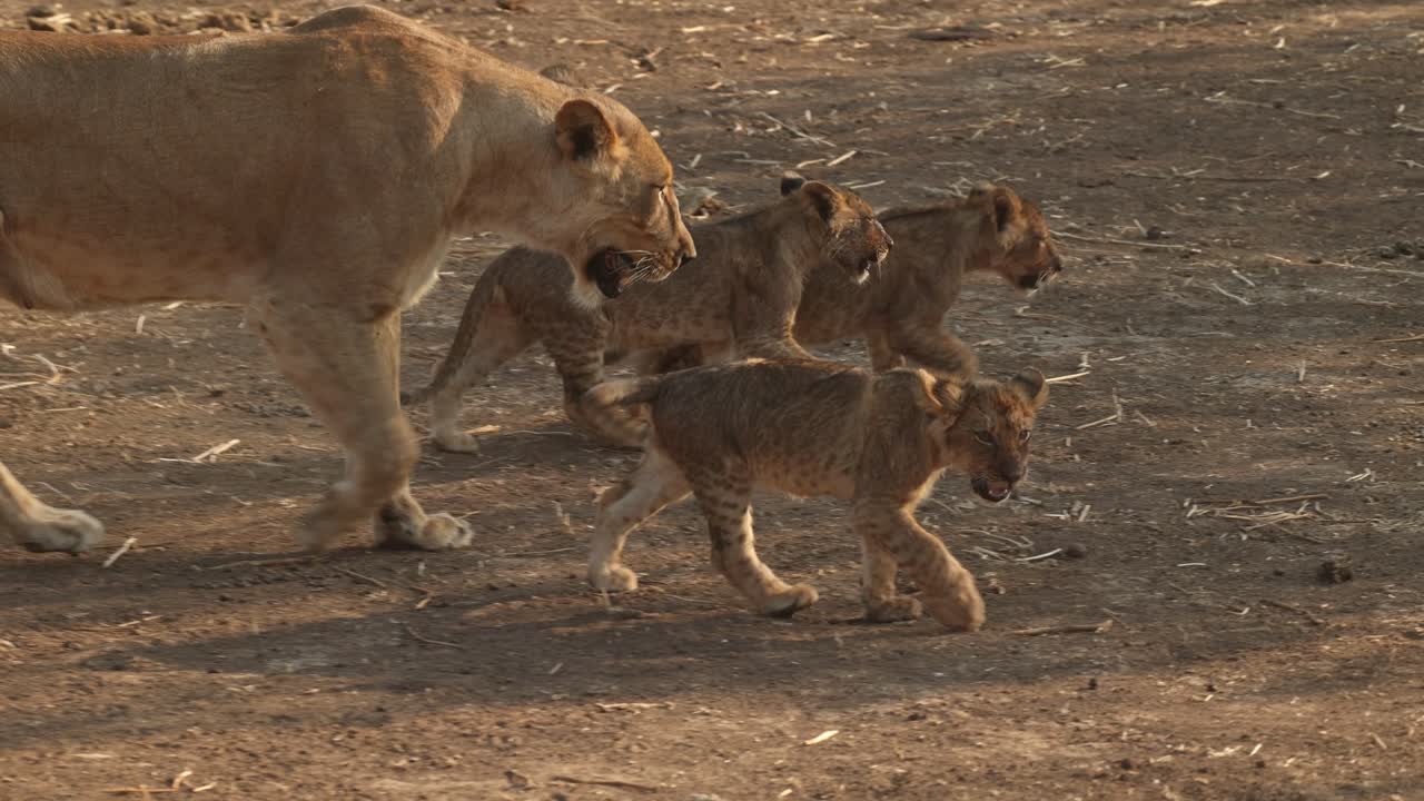 Medium shot of a lioness walking with her three tiny cubs, Mashatu Game Reserve