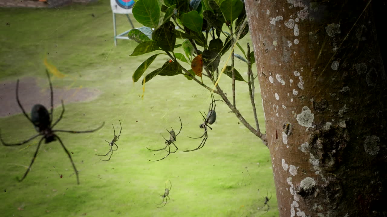 정원에서 거미줄에 매달린 거미 - 근접
