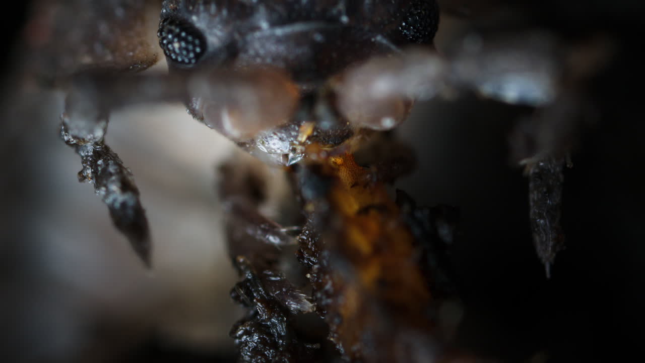 Extreme closeup Woodlouse eating. Common rough woodlouse, Porcellio scaber, macro close-up of mouth.