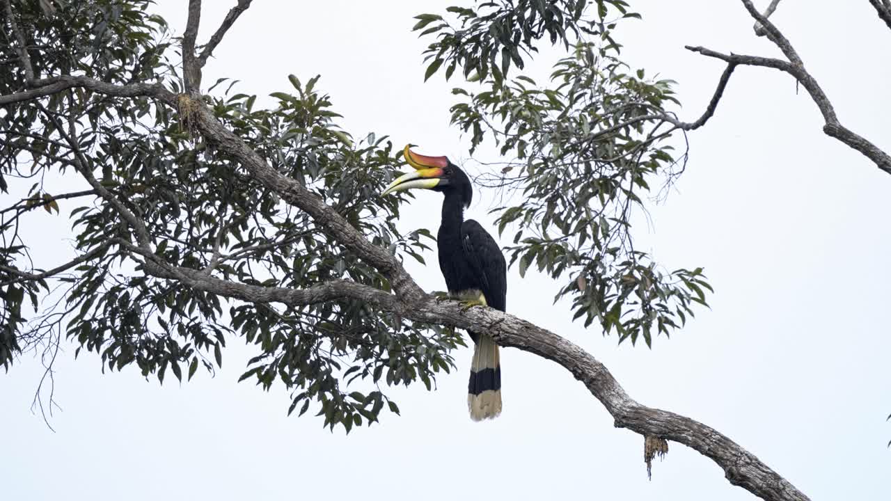 Large Rhinoceros Hornbill (Buceros rhinoceros) Perching On Tree. Static Shot