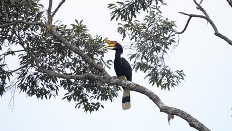 large rhinoceros hornbill (buceros rhinoceros) perching on tree. static shot