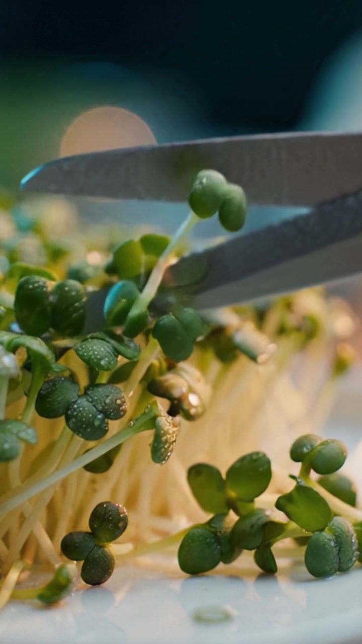 Un primer plano exuberante de microvegetales frescos brotando con gotas de rocío, mostrando sus vibrantes hojas verdes y delicadas raíces sobre la superficie de un plato limpio.